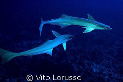 Fishs - Echeneis naucrates by Vito Lorusso 